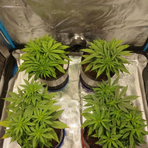 Black Jack growlog timeline photo