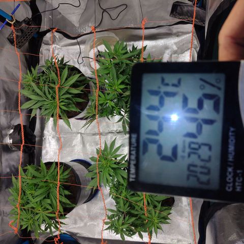Black Jack growlog timeline photo