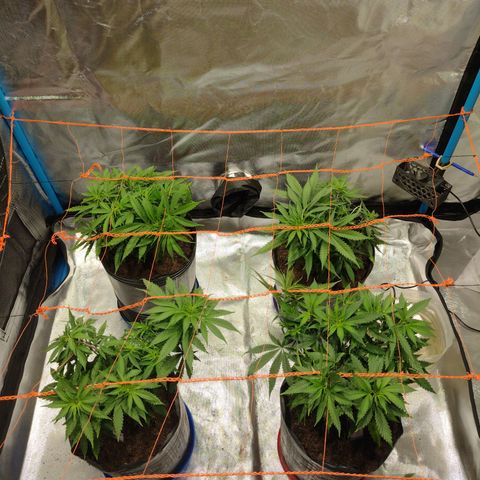 Black Jack growlog timeline photo