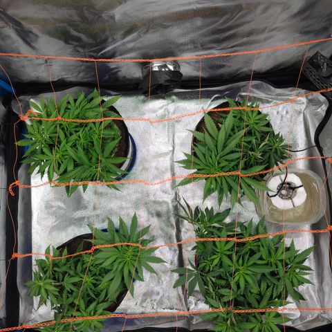 Black Jack growlog timeline photo