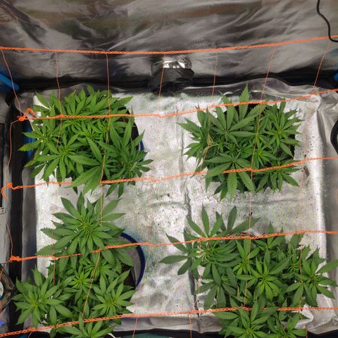 Black Jack growlog timeline photo