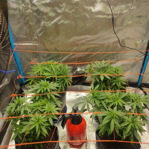 Black Jack growlog timeline photo