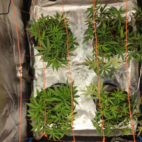 Black Jack growlog timeline photo