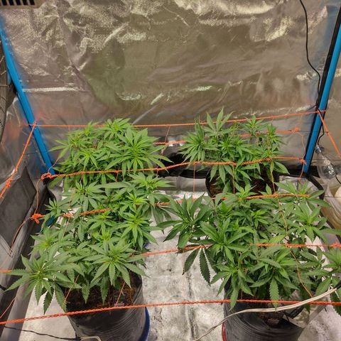 Black Jack growlog timeline photo