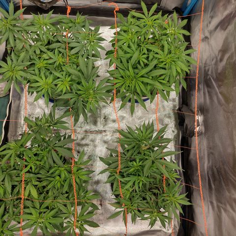 Black Jack growlog timeline photo