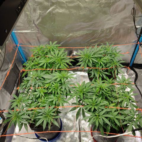 Black Jack growlog timeline photo