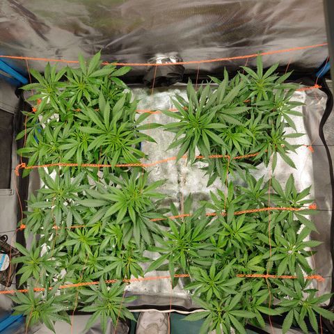 Black Jack growlog timeline photo