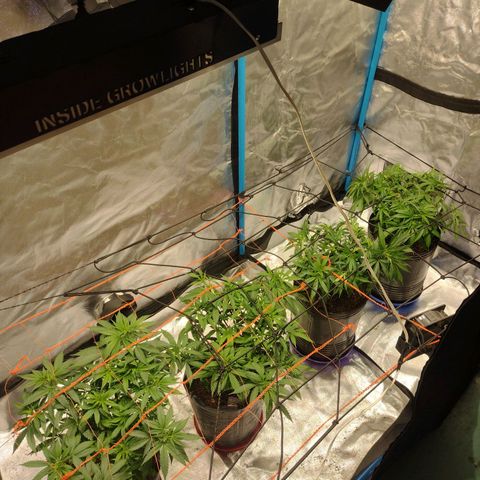 Black Jack growlog timeline photo