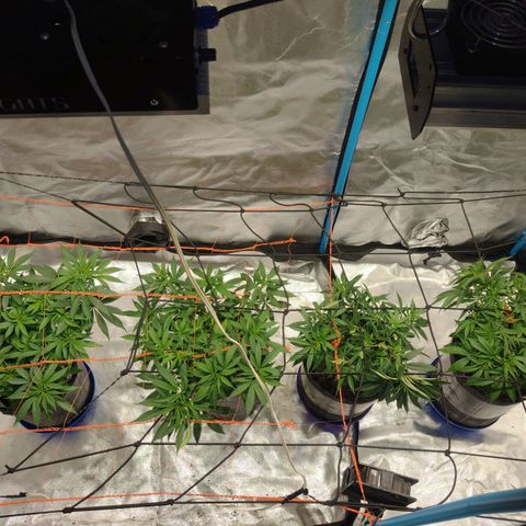 Black Jack growlog timeline photo
