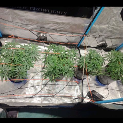 Black Jack growlog timeline photo