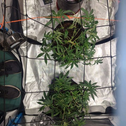 Black Jack growlog timeline photo