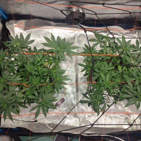 Black Jack growlog timeline photo