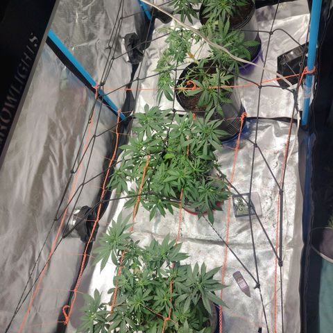 Black Jack growlog timeline photo