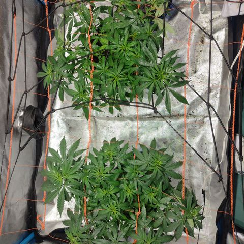 Black Jack growlog timeline photo