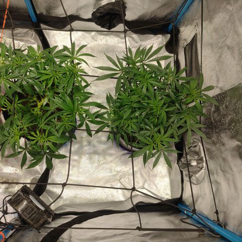 Black Jack growlog timeline photo