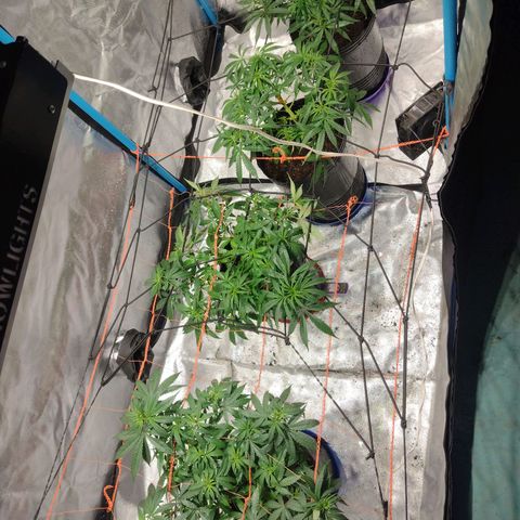 Black Jack growlog timeline photo