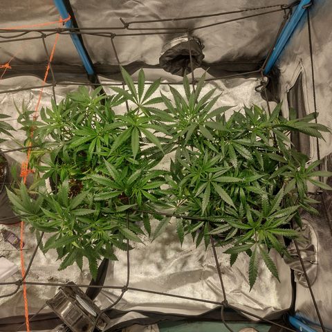 Black Jack growlog timeline photo