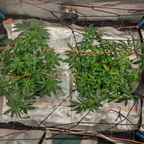 Black Jack growlog timeline photo