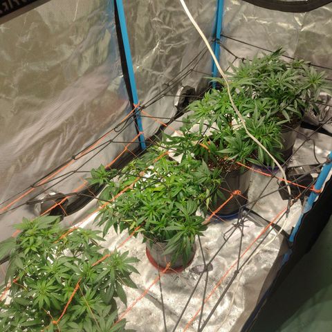 Black Jack growlog timeline photo
