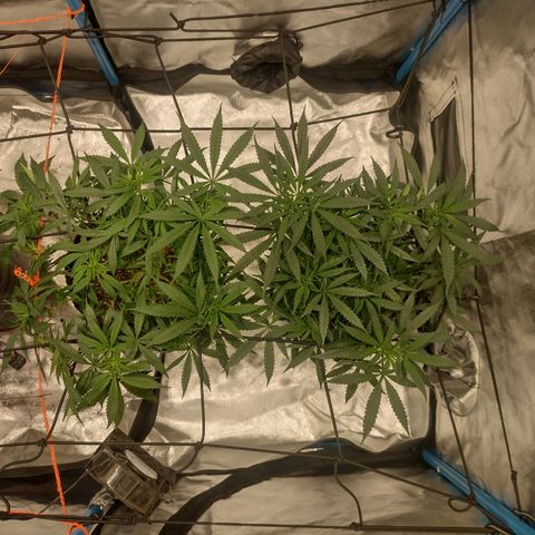 Black Jack growlog timeline photo
