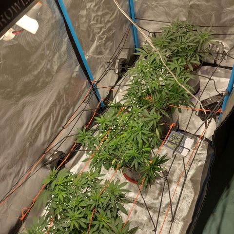 Black Jack growlog timeline photo