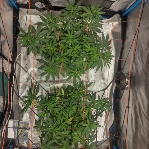 Black Jack growlog timeline photo