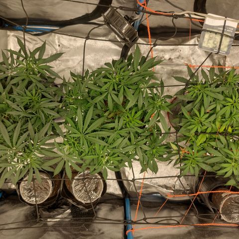 Black Jack growlog timeline photo