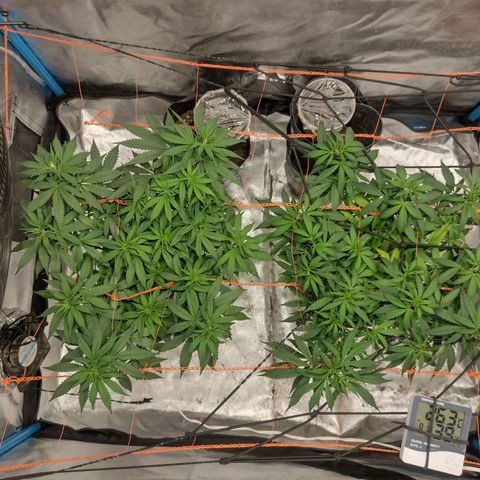 Black Jack growlog timeline photo