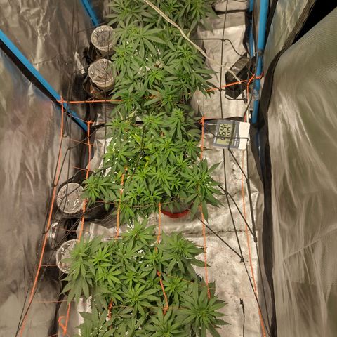 Black Jack growlog timeline photo