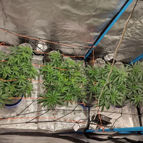 Black Jack growlog timeline photo