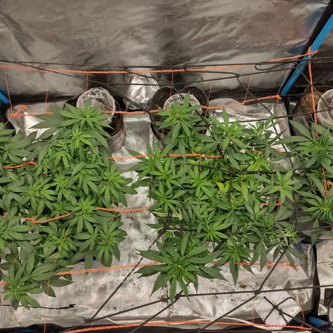 Black Jack growlog timeline photo