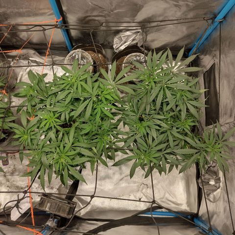 Black Jack growlog timeline photo