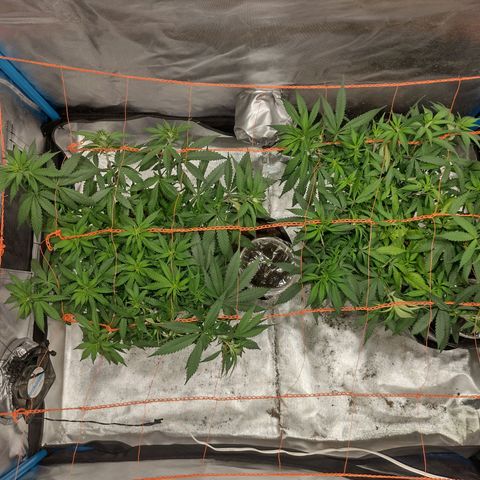 Black Jack growlog timeline photo