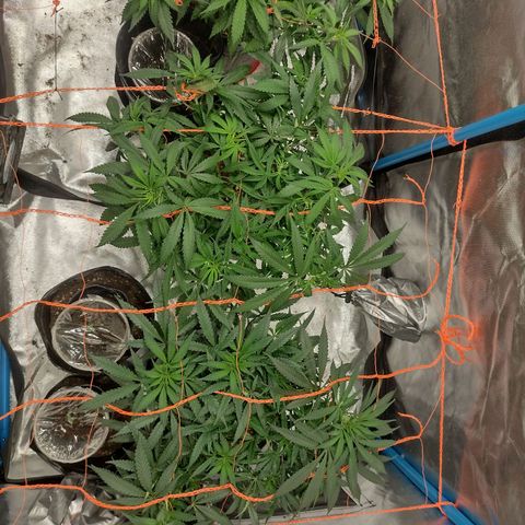 Black Jack growlog timeline photo