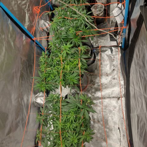 Black Jack growlog timeline photo