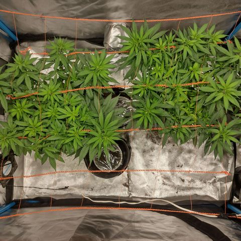 Black Jack growlog timeline photo