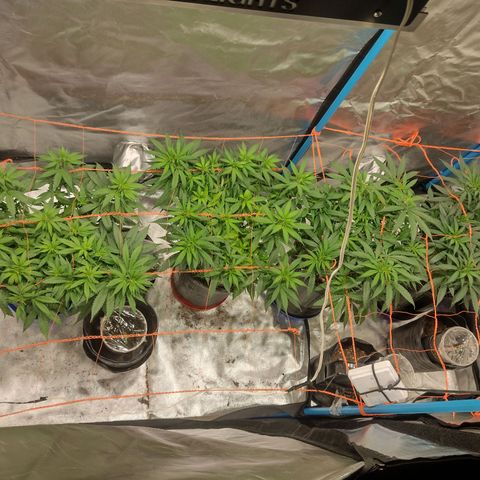 Black Jack growlog timeline photo