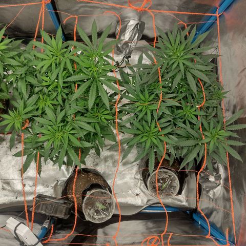 Black Jack growlog timeline photo