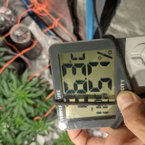Black Jack growlog timeline photo