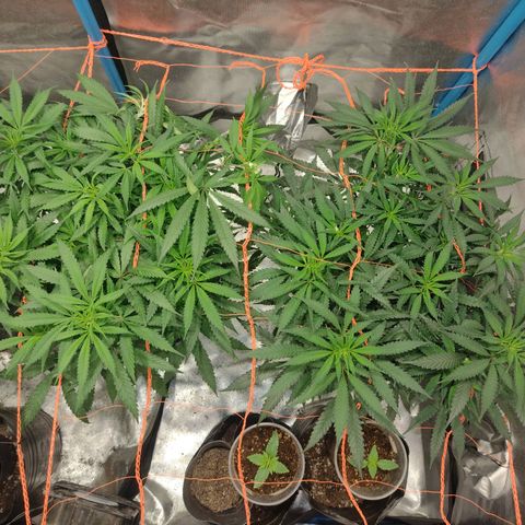 Black Jack growlog timeline photo
