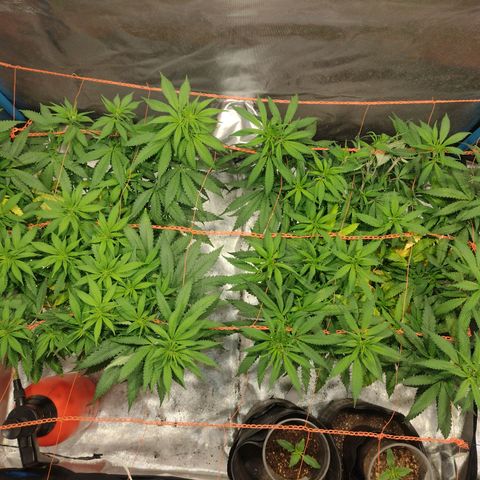 Black Jack growlog timeline photo