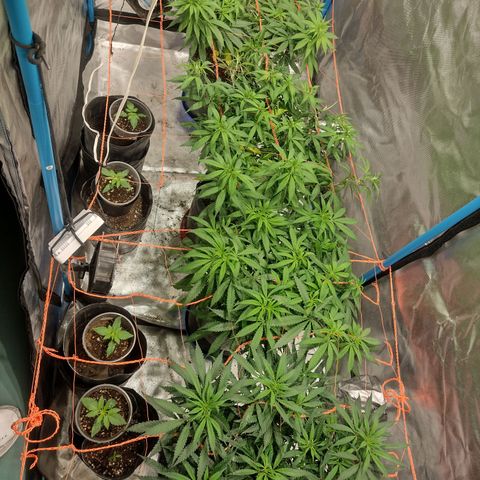 Black Jack growlog timeline photo