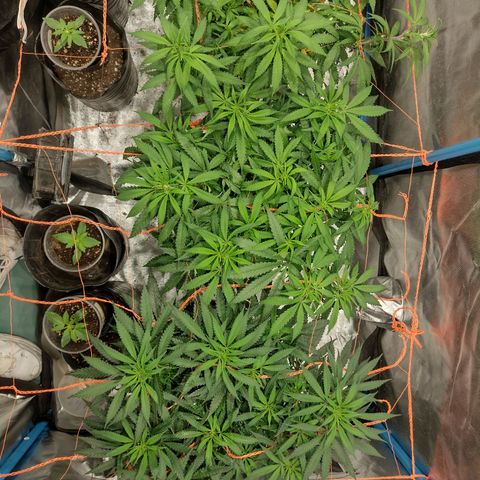 Black Jack growlog timeline photo