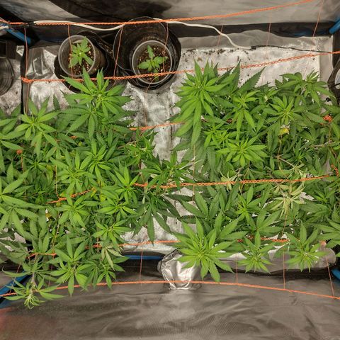 Black Jack growlog timeline photo