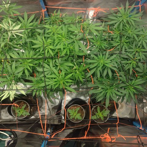 Black Jack growlog timeline photo