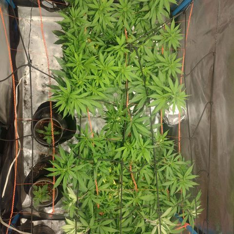 Black Jack growlog timeline photo