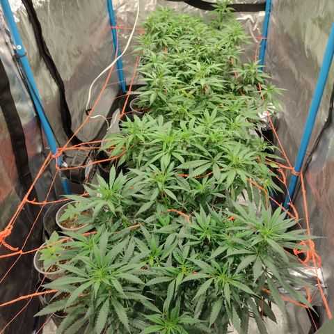Black Jack growlog timeline photo