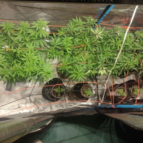 Black Jack growlog timeline photo