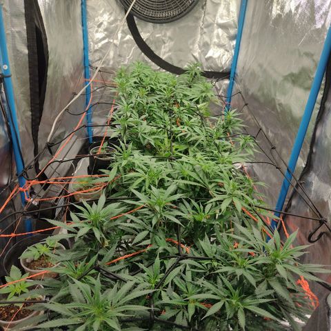 Black Jack growlog timeline photo