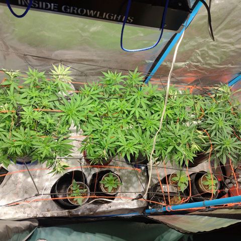 Black Jack growlog timeline photo